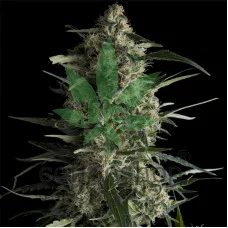Galaxy CBD